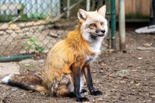 A photograph of a red fox. Another puppy!