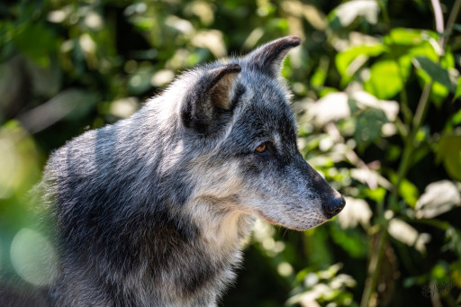 A profile photograph of a gray wolf head. Puppy!